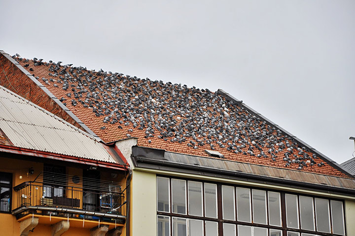 A2B Pest Control are able to install spikes to deter birds from roofs in Ickenham. 