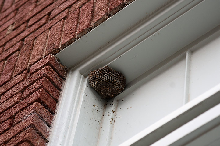 We provide a wasp nest removal service for domestic and commercial properties in Ickenham.